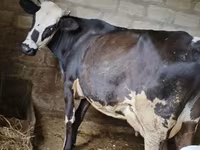 Cow, Russian Black pied cattle — photo 1