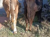 Byk, Simmental cattle — zdjęcie 8