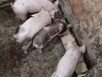 Prasata (šarže, pohlaví neuvedeno) — foto 3