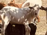 Kozel, Alpine goat — foto 5