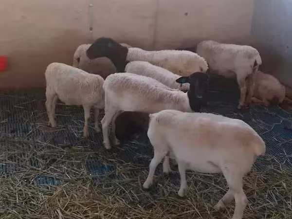 Qoç, Dorper sheep