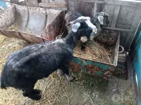 母山羊, Goats — 照片 1
