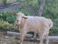 Keçi, Saanen goat — foto 3