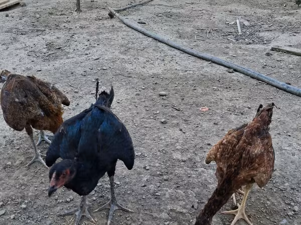 Chickens