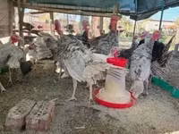 Turkeys — foto 1