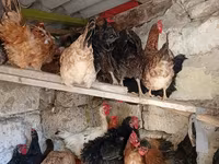 Chickens — photo 5