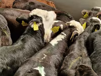 İribuynuzlu mal-qara (partiya, cinsi göstərilməyib), Simmental cattle — foto 5