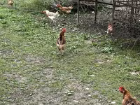 Chickens — photo 2
