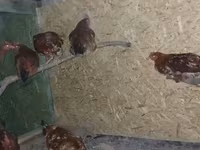 Chickens — foto 2