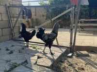 Brahma — foto 1