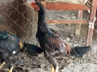 Chickens — photo 2