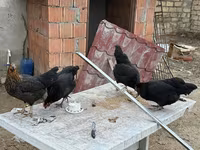 Chickens — zdjęcie 5