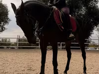 Yegua, Friesian sport horse — foto 3