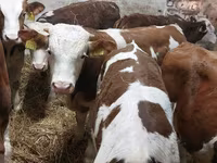 Buğa, Simmental cattle — foto 3