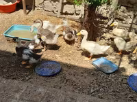 Ducks — photo 6