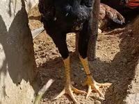 Chickens — Foto 2