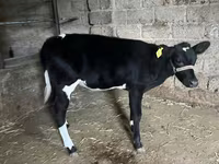Qoramol (partiya, jinsi ko‘rsatilmagan), Russian Black pied cattle — 3-rasm