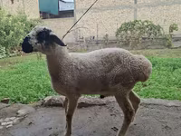 Widder, Blackheaded Persian sheep — Foto 1
