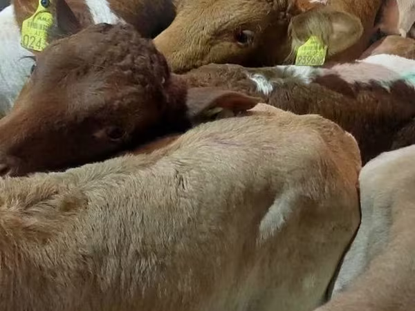 Bull, Simmental cattle