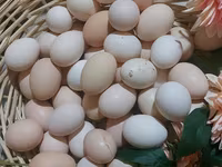 Australorp — photo 3