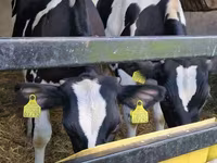 Cattle (batch, sex not specified), Cattle — photo 2