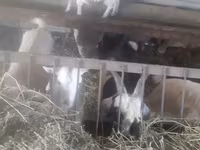 Goat, Goats — photo 5
