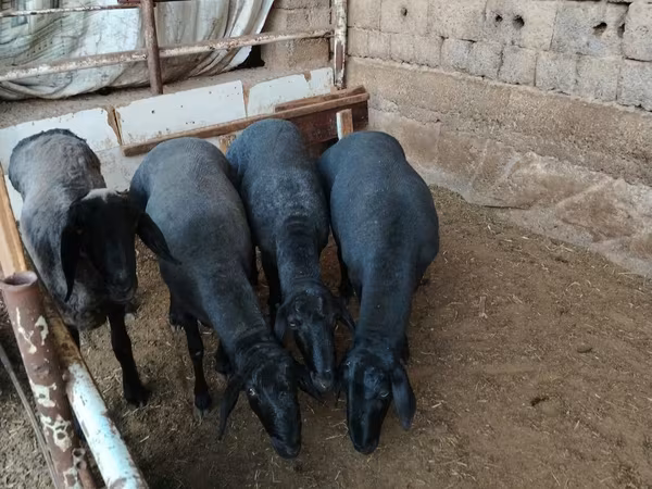 Carnero, Rhon sheep
