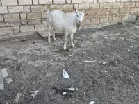 Dişi keçi, Keçilər — foto 5