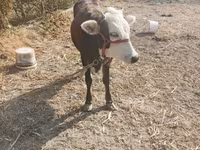गाय, मवेशी — फ़ोटो 3
