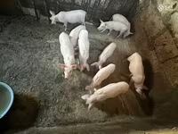Säue, Ландрас — Foto 5
