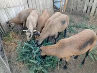 母羊, Cameroon sheep — 照片 3
