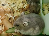 Cücə hamsterlər üçün tam komplekt qəfəs dəsti. Şəkillərdə görünən — Foto 3