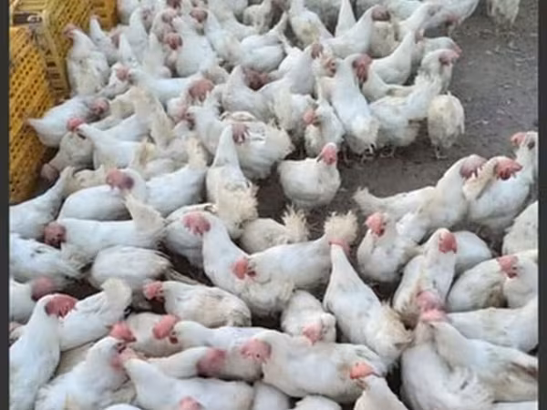 Chickens — Azərbaycan
