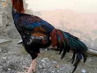 Chickens — الصورة 1