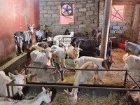 Goats (batch, sex not specified), Goats — photo 2