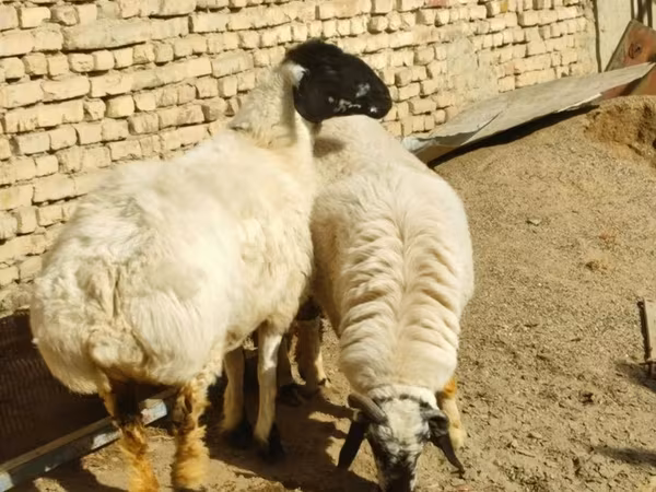 Schaf, Schafe