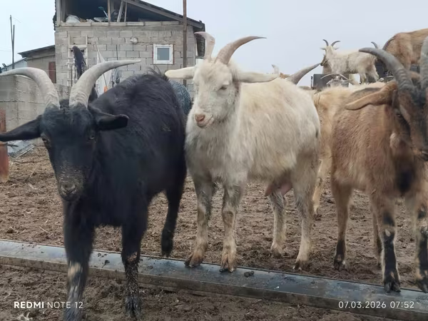 Коза, Saanen goat