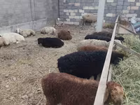 Qoyun, Qoyunlar — foto 5