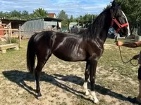 Égua, Dutch warmblood horse — foto 2