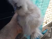 Chickens — foto 7