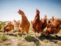 Chickens — foto 4