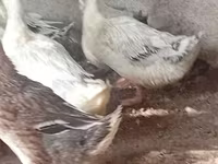 Ducks — Foto 1