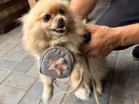 🐶 Satılır – Çox Şirin Dişi Pomeranian (Spitz) 🐶 2 yaşlı, dişi, çox — фото 3