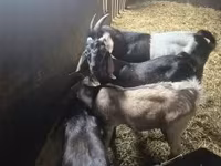 Kozel, Nubian Goat — foto 1