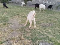 Cabro, Cabras — foto 6