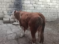 بقرة, Simmental cattle — الصورة 5