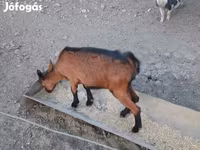 Koza, Alpine goat — foto 6