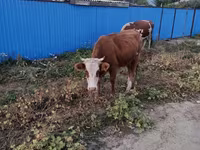 Cow, Kazakh White-headed cow — photo 1
