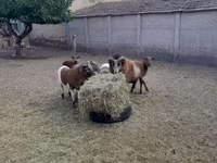 Baran, Cameroon sheep — zdjęcie 4