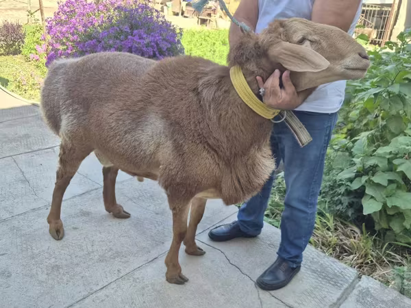 Sheep (batch, sex not specified), Sheep